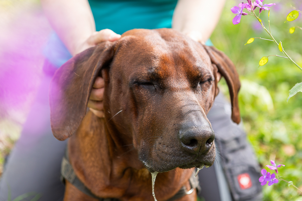 Personal Brand Fotografie mit Hundetrainerin Berit Budde in Cottbus